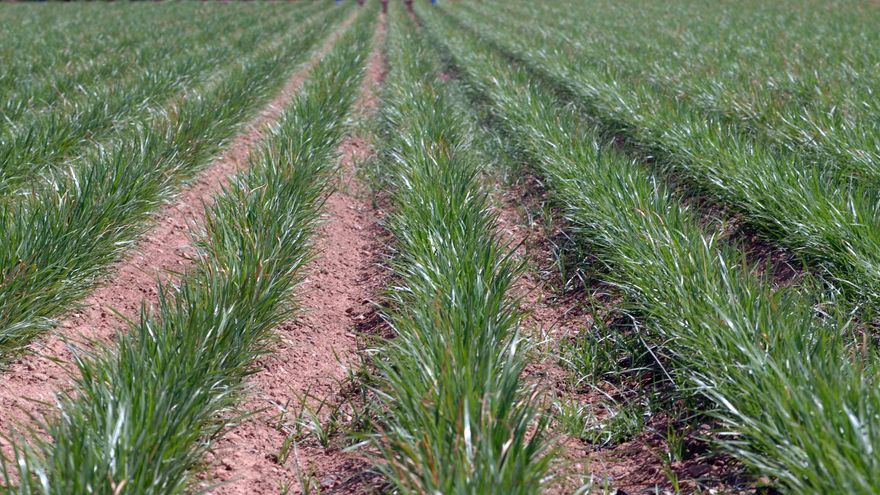 La "Horchata de Chufa" se libera del azúcar: el Gobierno actualiza su denominación legal tras la lucha de los productores