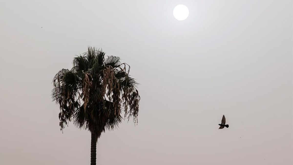 La calima y las altas temperaturas de más de 30 grados persisten en Canarias este sábado