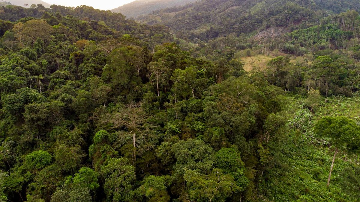Los investigadores comenzaron a usar drones para llegar a nidos que desde el suelo son difíciles o incluso imposibles de observar, por estar a decenas de metros de altura o en árboles emergentes o zonas de montaña a las se llega caminando por horas. Foto: cortesía Mateo Giraldo Amaya