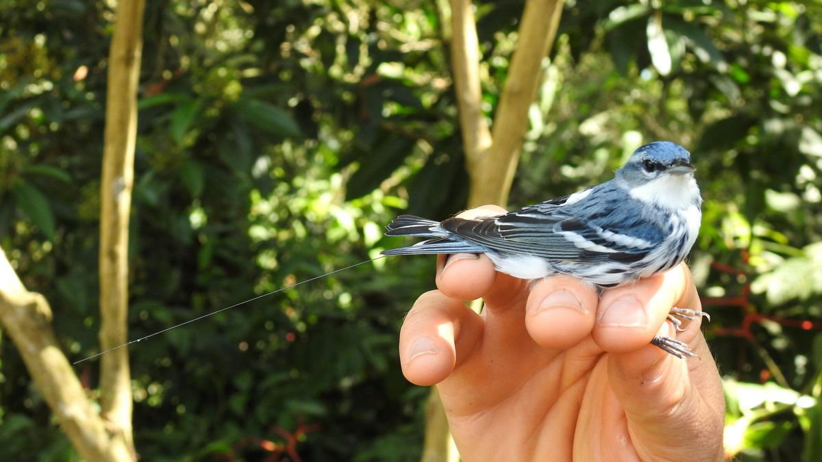 Macho de reinita cerúlea (Setophaga cerulea) con un dispositivo de rastreo. Foto: cortesía Asociación Ambiental Cerúlea