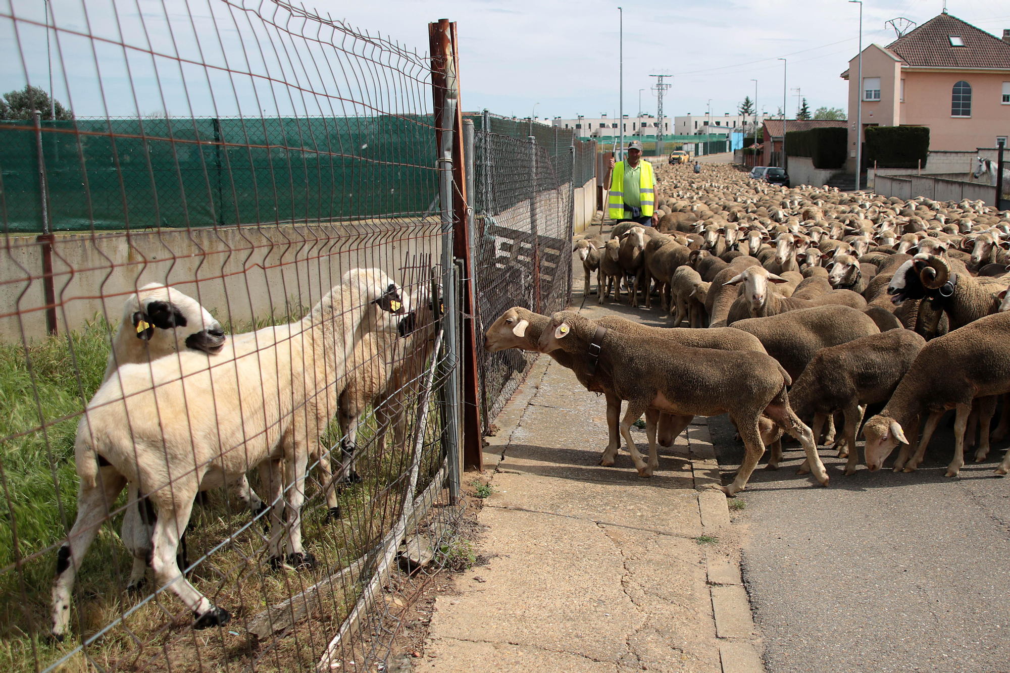 Ovejas merinas atraviesan la ciudad León para pasar el verano en el Puerto de Fontanales