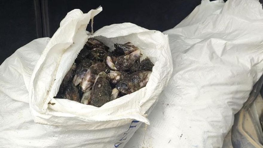 Denunciadas dos personas por coger ilegalmente más de 50 kilos de mejillones en Fuerteventura