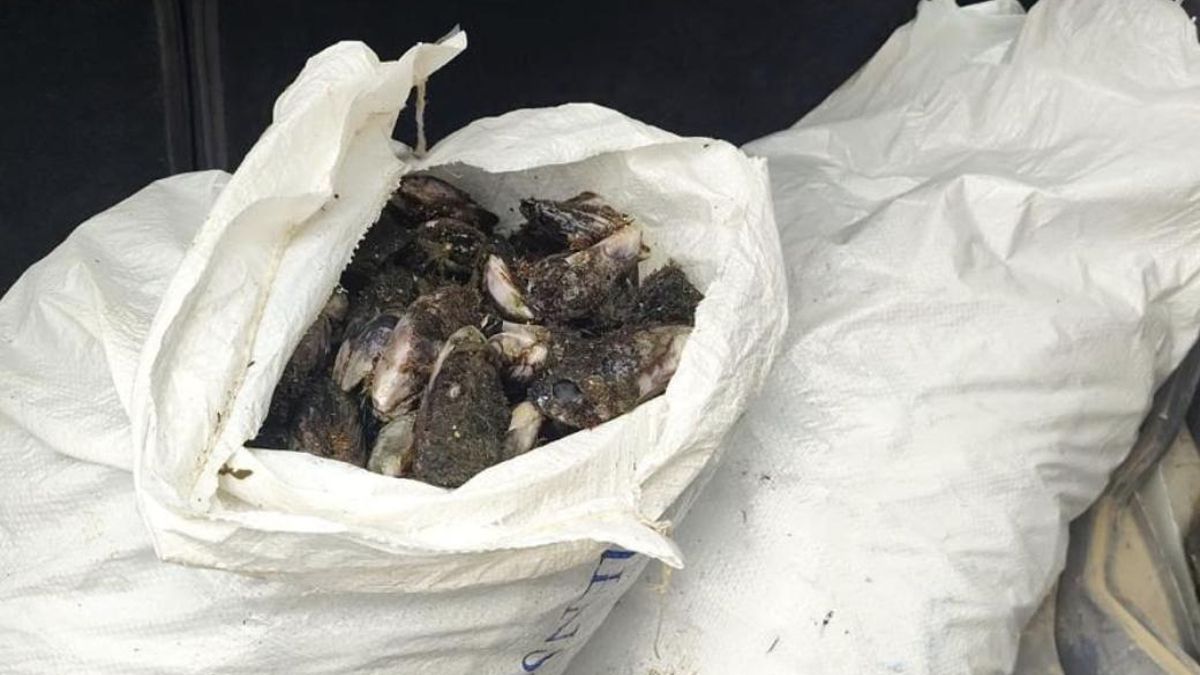Denunciadas dos personas por coger ilegalmente más de 50 kilos de mejillones en Fuerteventura