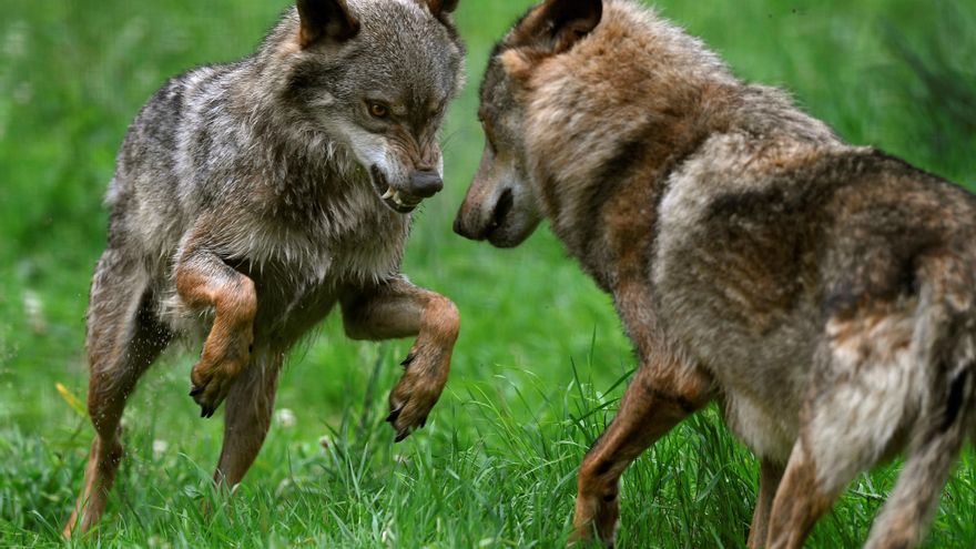 Castilla y León entra en una nueva maraña judicial por la prohibición de la caza del lobo