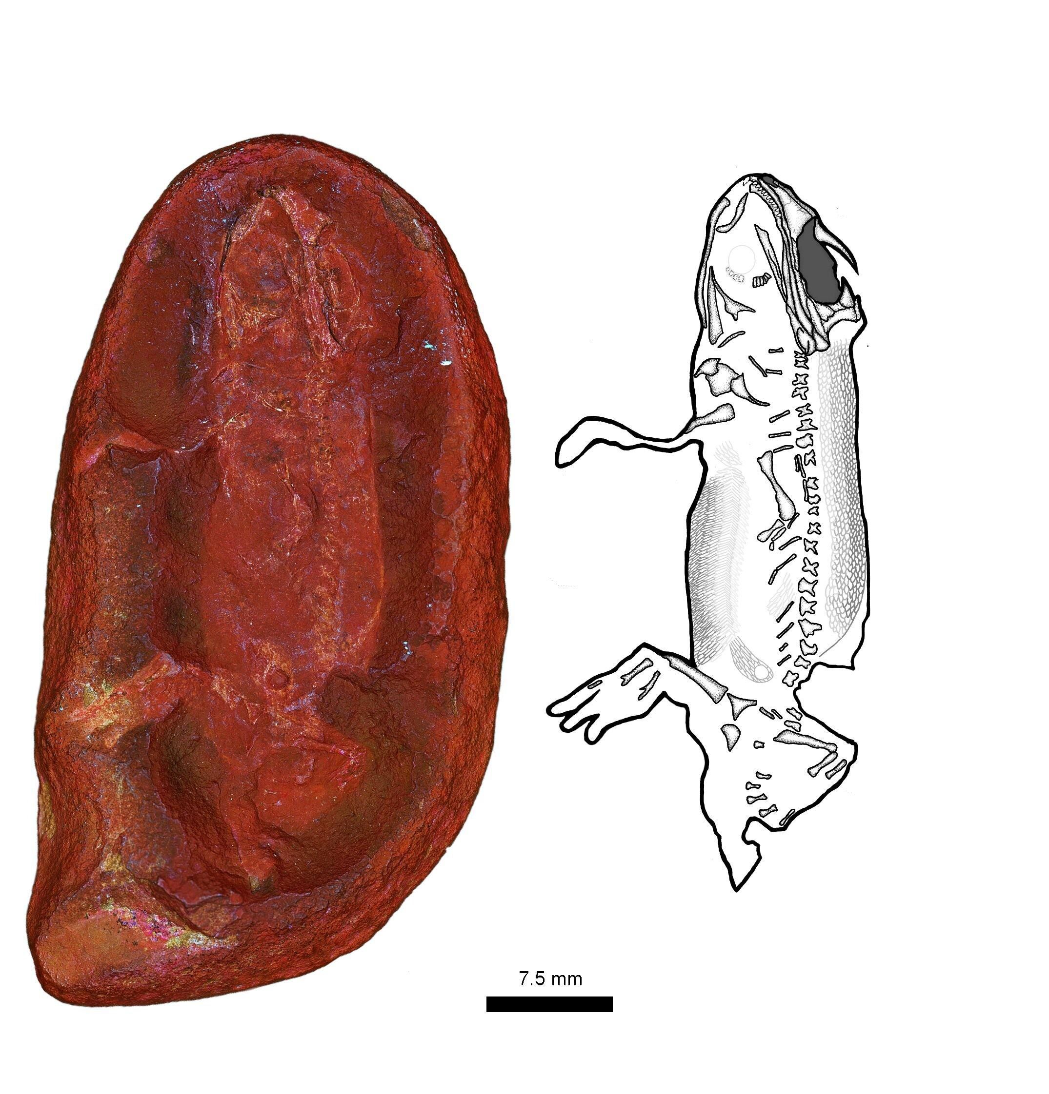 Foto i il·lustració del fòssil de Jeanerpeton mazonensis