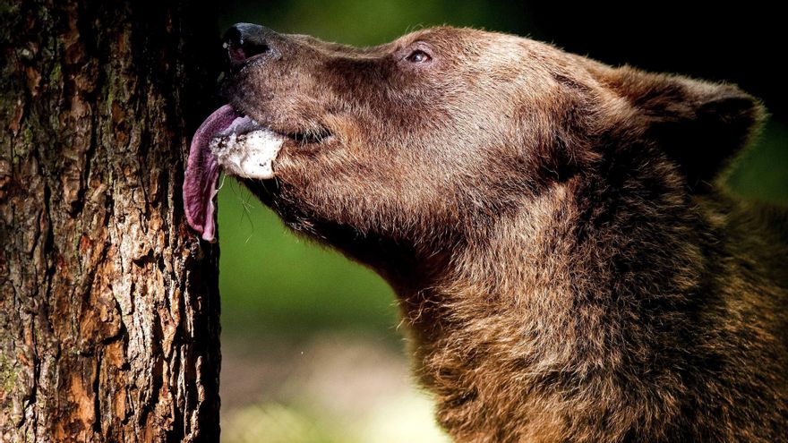 Fundación Oso Pardo plantará frutales en el Pirineo para conservar la especie