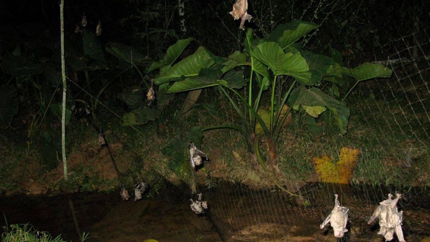 Cómo identificar al próximo virus que saltará de animales a humanos