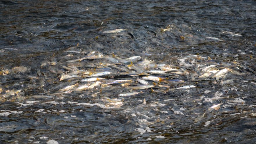 Aumenta la invasión de peces tras las ampliaciones del Canal de Panamá y de Suez