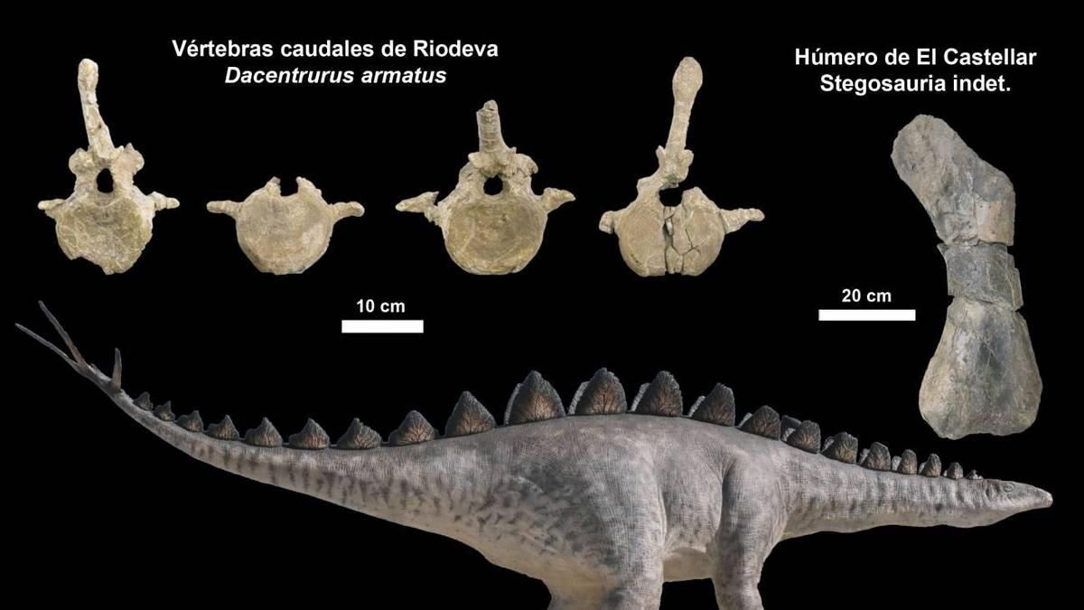 Restos de estegosaurios y su reconstrucción de un 'Dacenturus' en Dinópolis