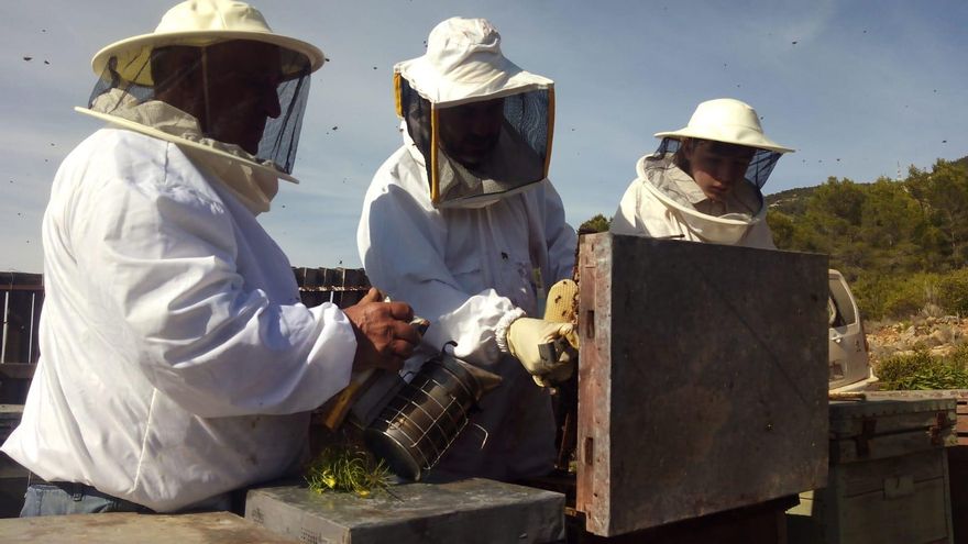 El sector apícola pide al Ministerio una ayuda directa para paliar las pérdidas “que están provocando la quiebra de los apicultores”