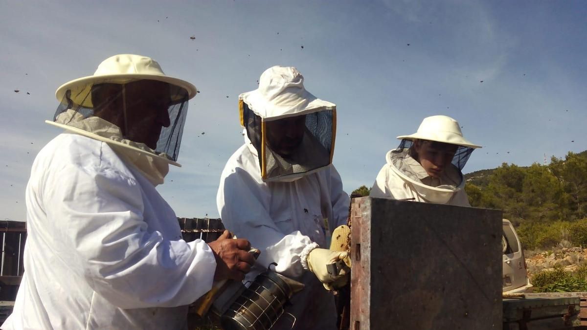 Ayudas a la apicultura en Canarias: 85.482 euros para mejorar la producción y comercialización