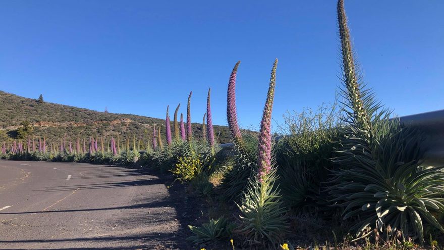 Sorprendente ‘procesión’ de tajinastes rosados en la carretera al Roque