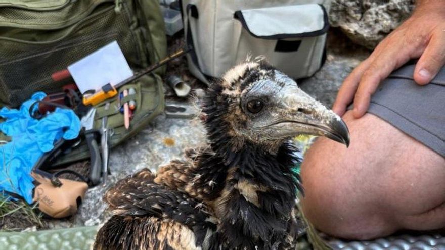 Aragón participa en un proyecto nacional para la conservación del alimoche, una de las aves carroñeras más amenazadas de Europa