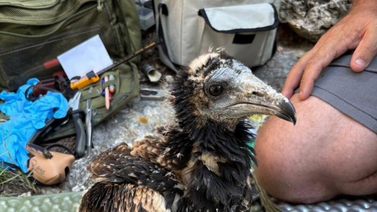 Aragón participa en un proyecto nacional para la conservación del alimoche, una de las aves carroñeras más amenazadas de Europa