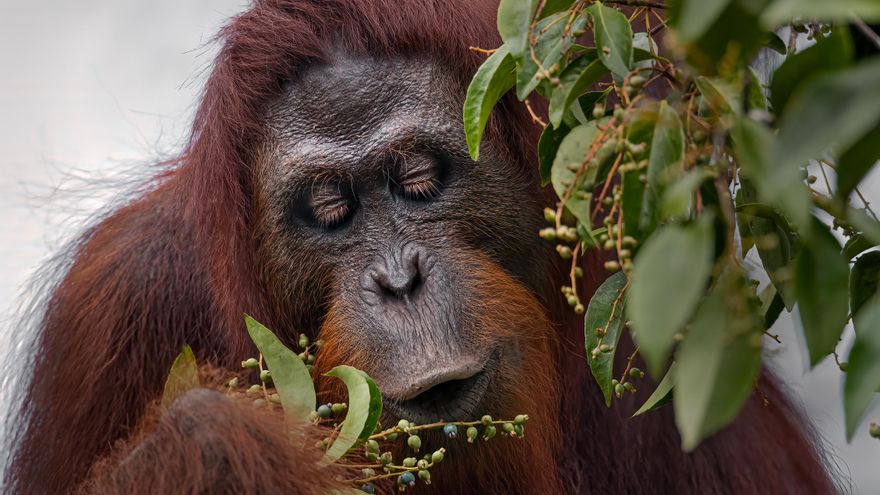 ¿Cómo pudo un solo ciclón eliminar el 7% de la especie de gran simio más amenazada del mundo?