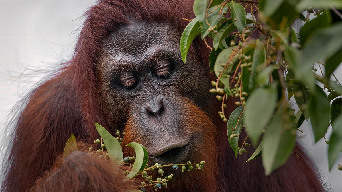 La reserva de Danum Valley facilita un seguimiento continuo