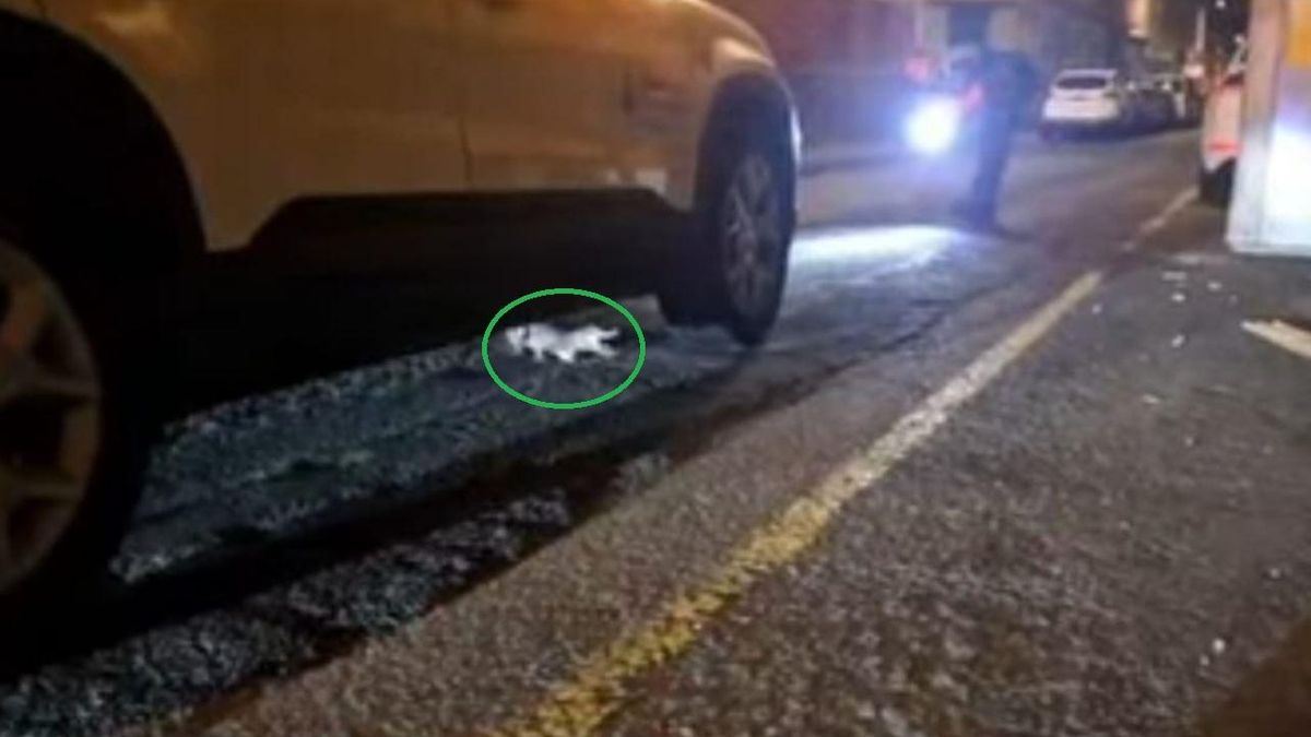 Aparece un caimán debajo de un coche en La Isleta