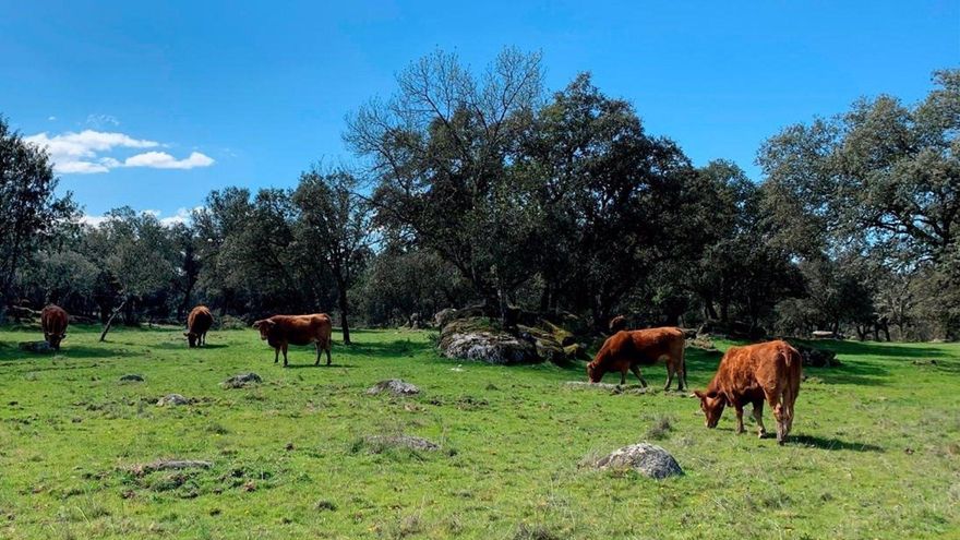 Se abre el plazo para solicitar ayudas para programas de enfermedades ganaderas, razas autóctonas y hembras lecheras
