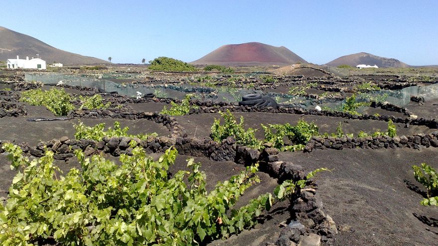 El verde de las vides contrasta con el negro del paisaje lanzaroteño.