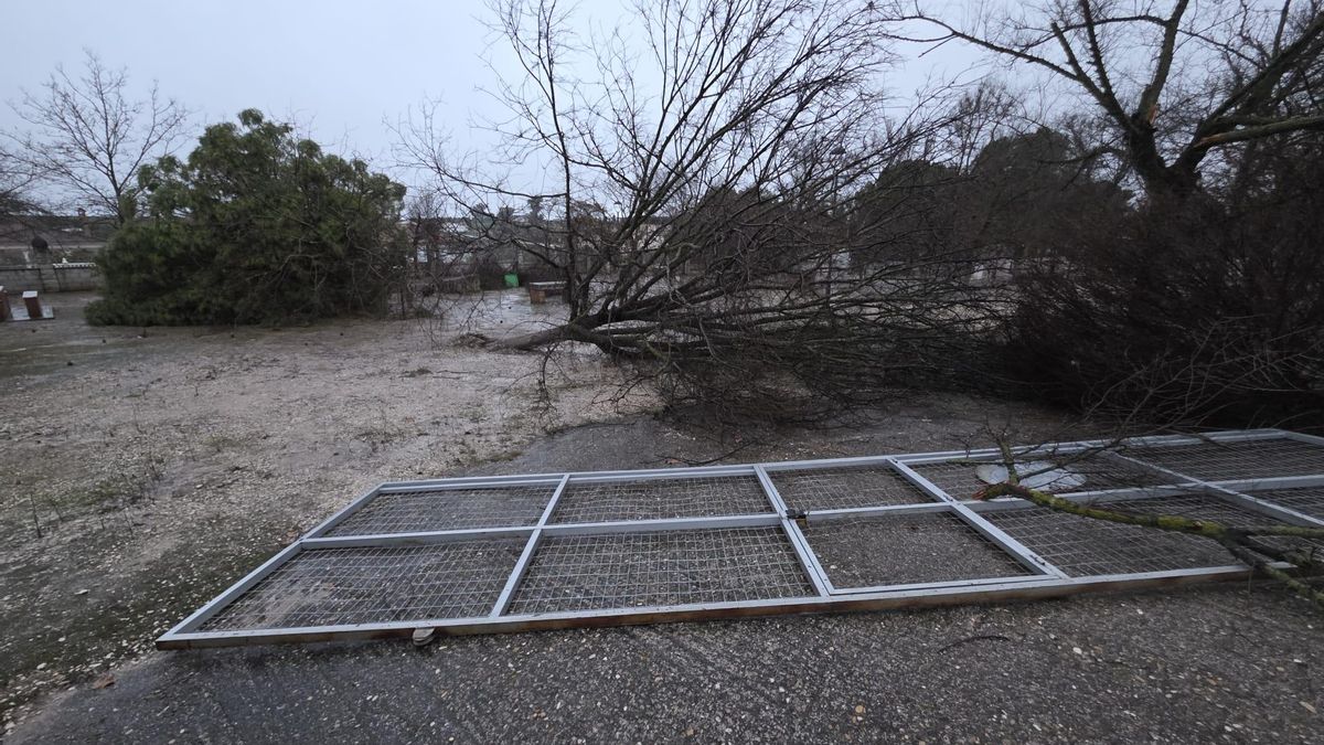 Árboles y una valla derribados por el temporal en La Guijarrosa.