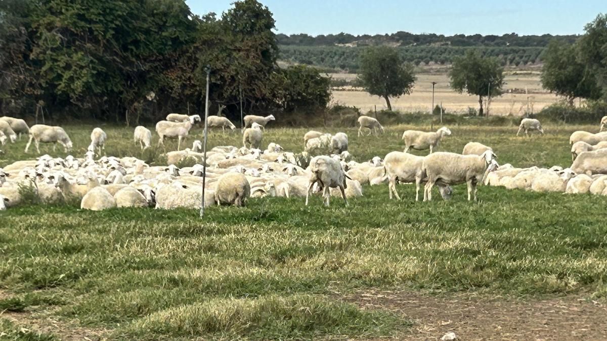 Los ganaderos apenas cubren costes con los precios que pagan por la leche de oveja manchega y temen la desaparición