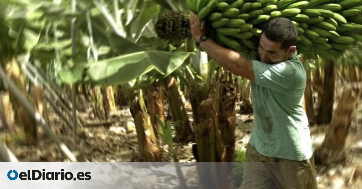 El precio del plátano no remonta en septiembre y solo hay migajas en las liquidaciones de julio