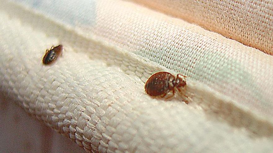 La Comunidad de Madrid quita hierro a una posible mayor presencia de chinches: "No hay plaga"