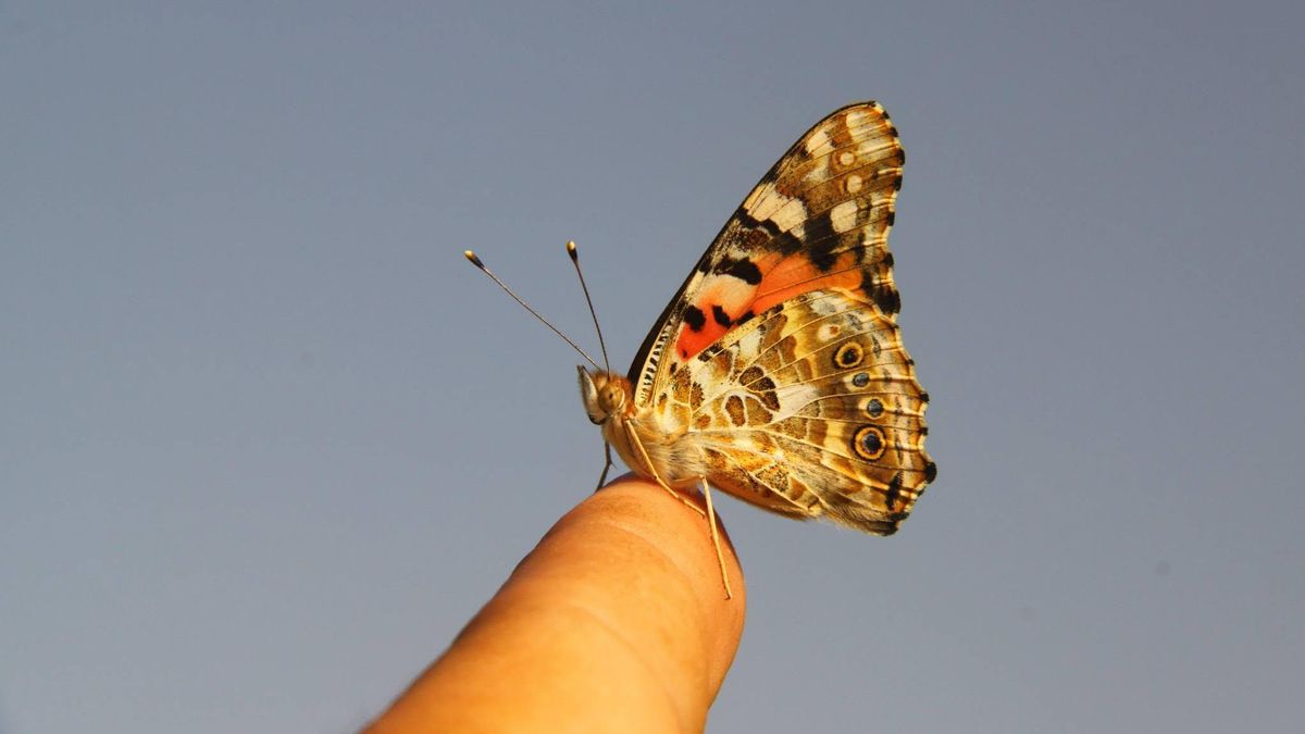 Ejemplar de 'Vanessa cardui'