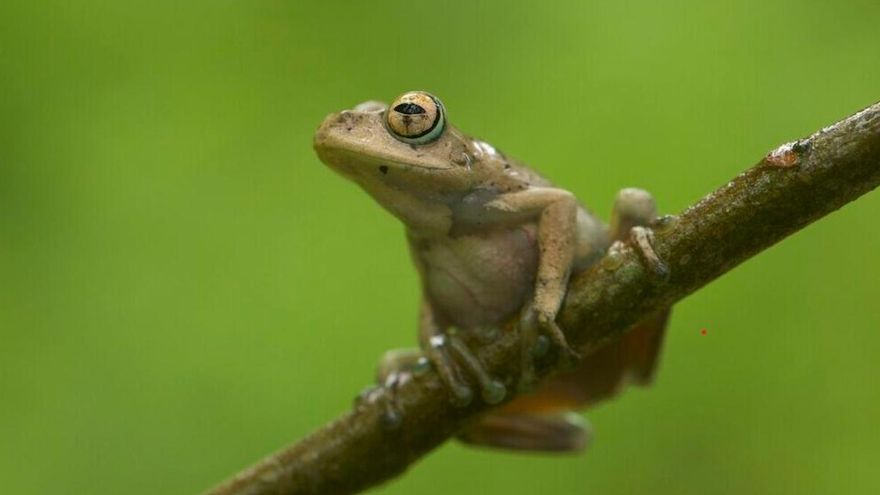 Un estudio muestra un panorama desalentador para los anfibios: hay 40% de especies en riesgo de extinción