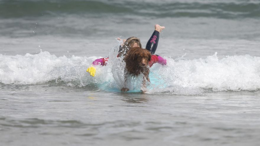 Hera reina entre los perros surfistas del Campeonato de Europa celebrado en la playa de Suances