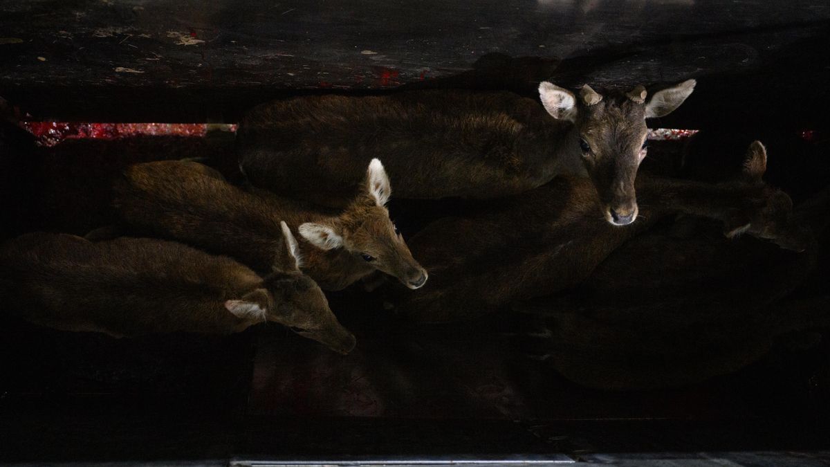 Igualdad Animal denuncia que Castilla y León oculta su falta de control tras la muerte de ciervos agonizantes en un matadero segoviano