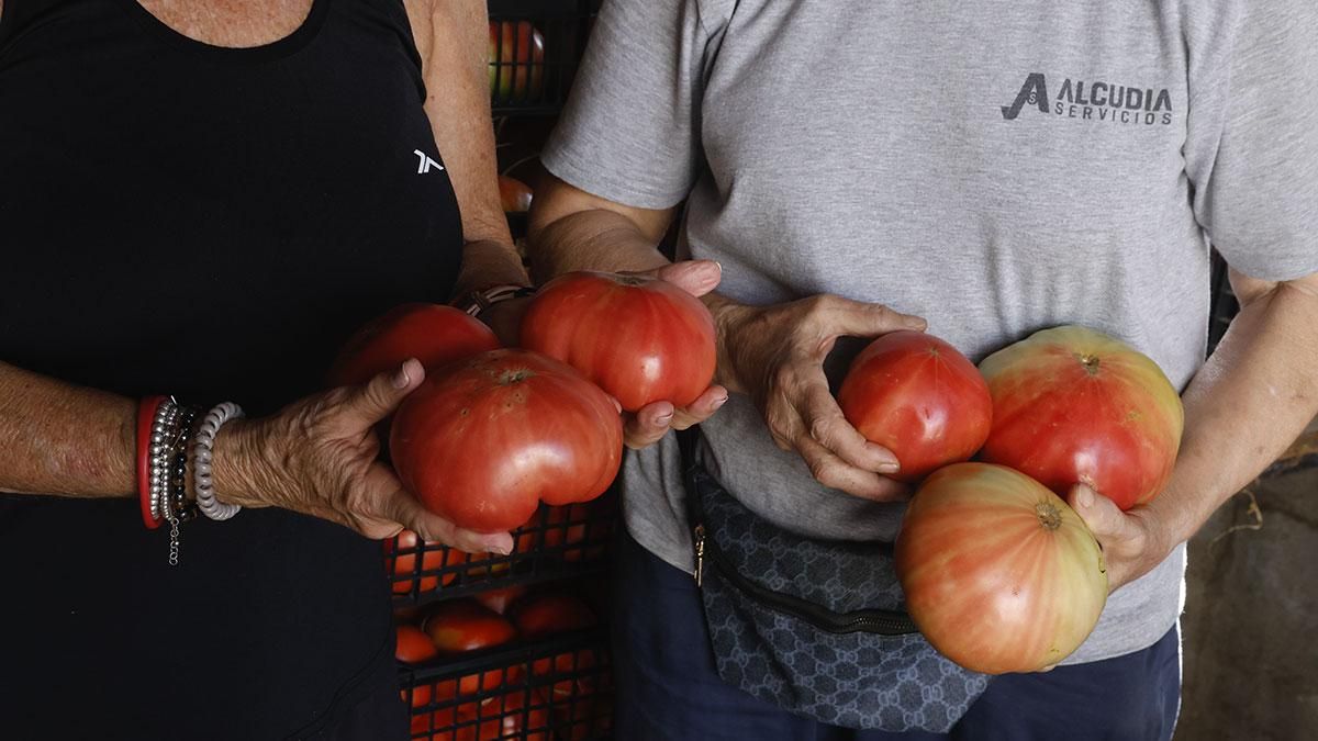 Tomate rosa de Alcolea