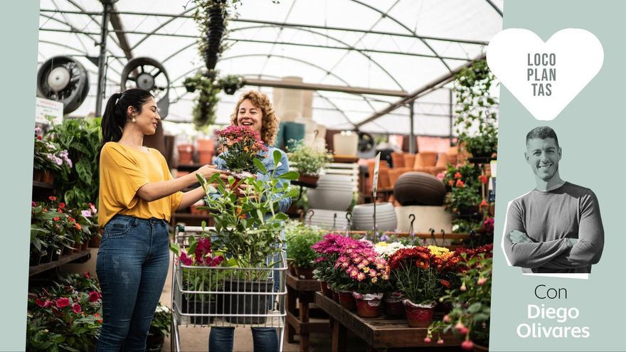 Los tres errores más comunes que cometemos al llenar de plantas nuestros balcones, patios o terrazas