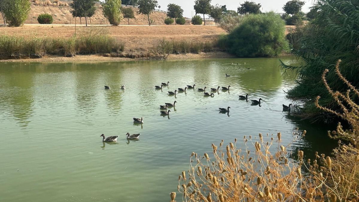 Aves en el Parque del Tamarguillo de Sevilla. (Foto de archivo).
