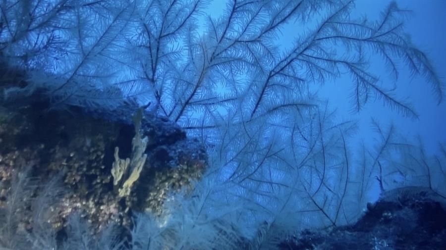 Imagen de formaciones de corales negros en el delta lávico formado por la erupción del volcán San Juan, en La Palma, en 1949, situada a escasa distancia de la fajana creada por la erupción de 2021.