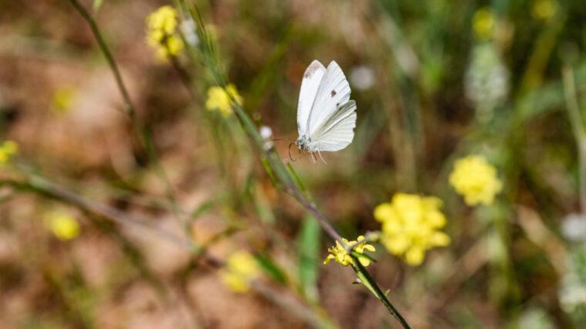 El panorama para estos insectos presenta desafíos considerables, ya que factores como el aumento de las temperaturas y la pérdida de hábitat afectan negativamente a muchas poblaciones