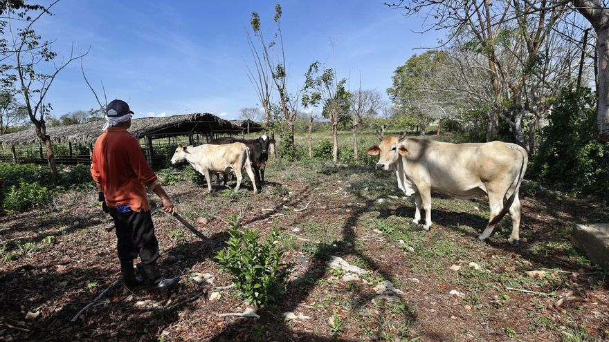 “Nos vamos a quedar sin nada”: el robo y sacrificio de vacas se ceba con el campo cubano