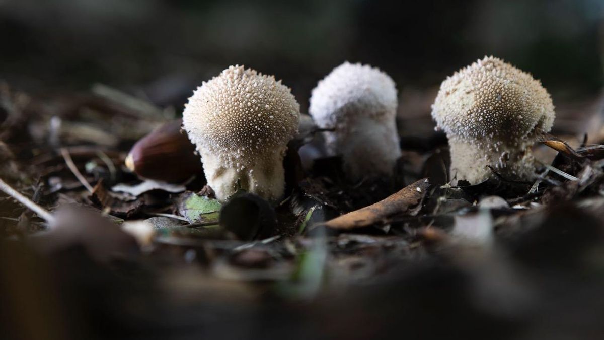 El ‘Lycoperdon perlatum’ tiene un nombre curioso: 'pet de llop’ (pedo de lobo) y, aunque es comestible, no tiene valor culinario.