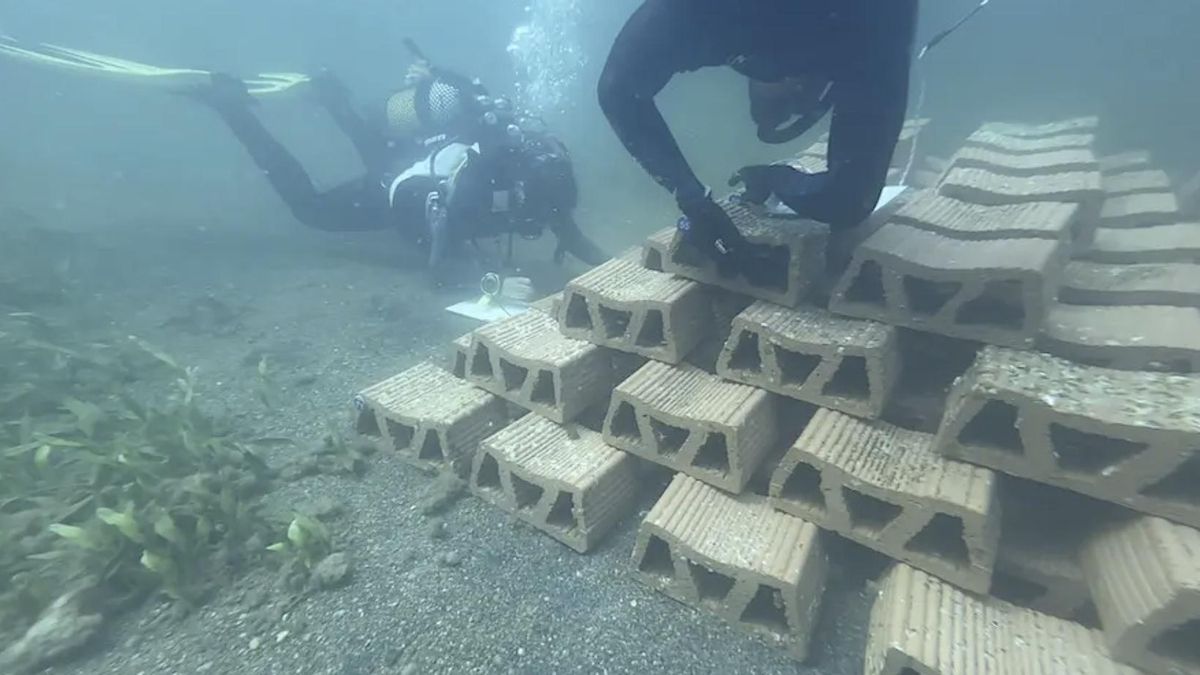 Uno de los hitos más recientes de esta investigación ha sido la instalación del primer arrecife experimental de ostra nativa
