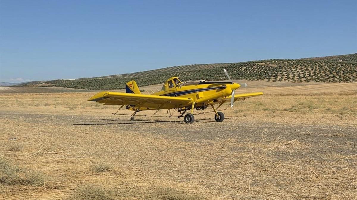 La DO Baena intensifica la vigilancia frente a la mosca del olivo