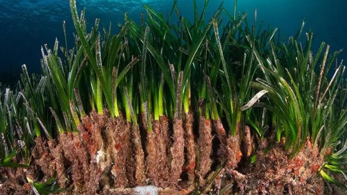Prada de posidònia oceànica amb els rizomes a la vista