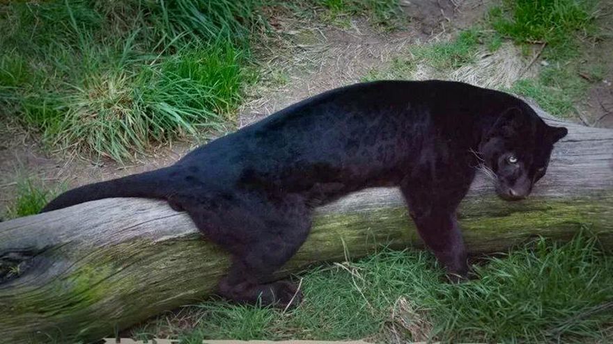 Sigue la sucesión de muertes en el zoo de Vigo: eutanasia para una pantera negra que "padecía anorexia"