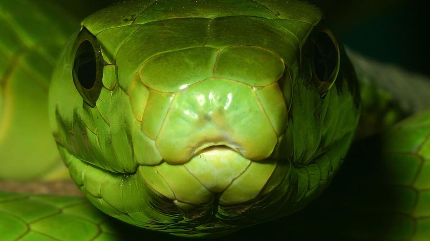 Desarrollan un nuevo tipo de antiveneno que protege contra la mordedura de las serpientes más letales de África