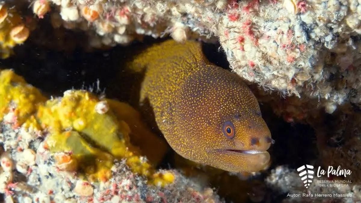 Fondos marinos tras el volcán Tajogaite.