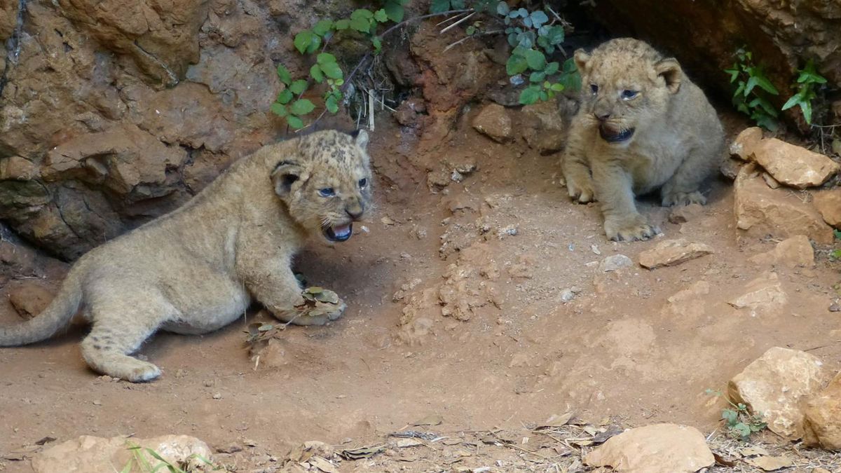Dos nuevos leones que han nacido en el Parque de la Naturaleza de Cabárceno