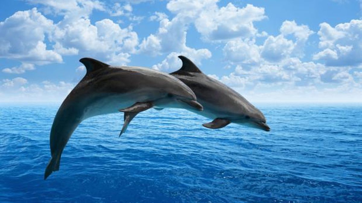 Día Mundial de los Delfines en Cautiverio: ¿por qué se conmemora el 4 de julio?