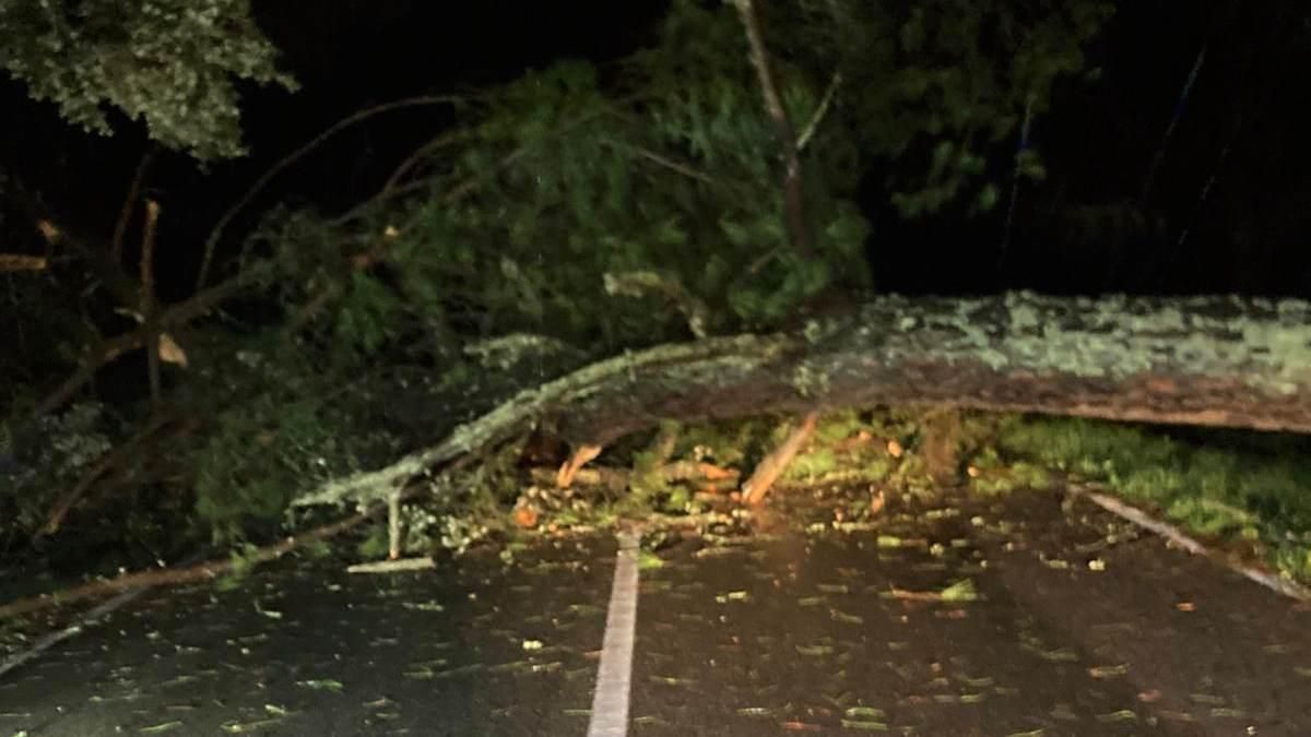 Árboles caídos y carreteras cortadas en la provincia de Córdoba