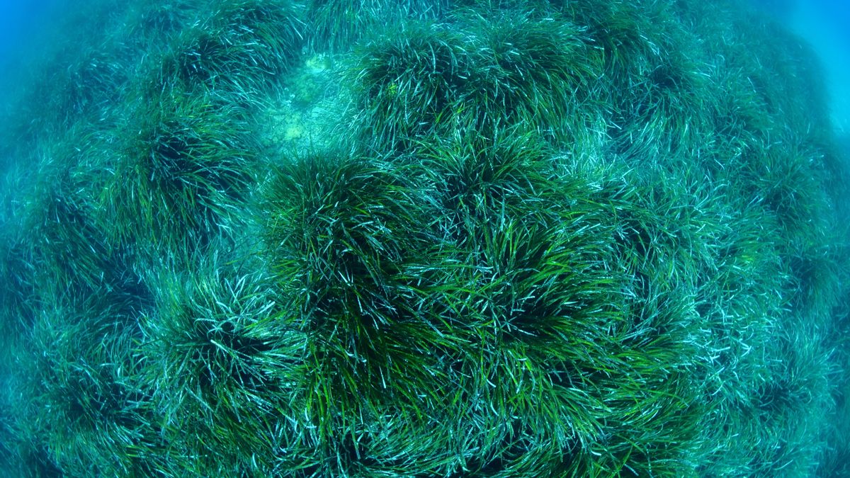 Una pradera de posidonia oceánica replantada por Acción Posidonia.