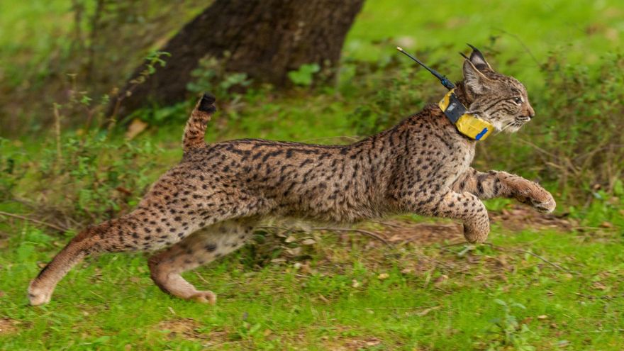 Nuevo récord de linces ibéricos en Sierra Morena