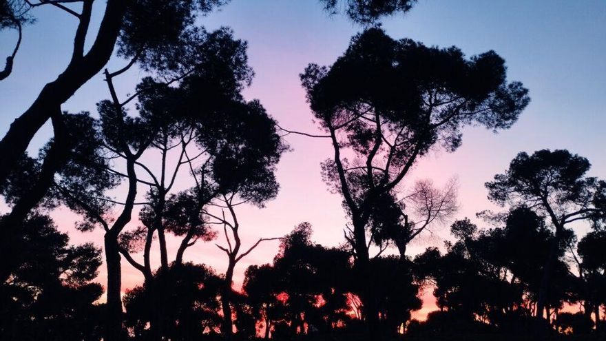Un rebaño, un observatorio de mariposas, un archivo vecinal y otros proyectos ciudadanos para la la Dehesa de la Villa